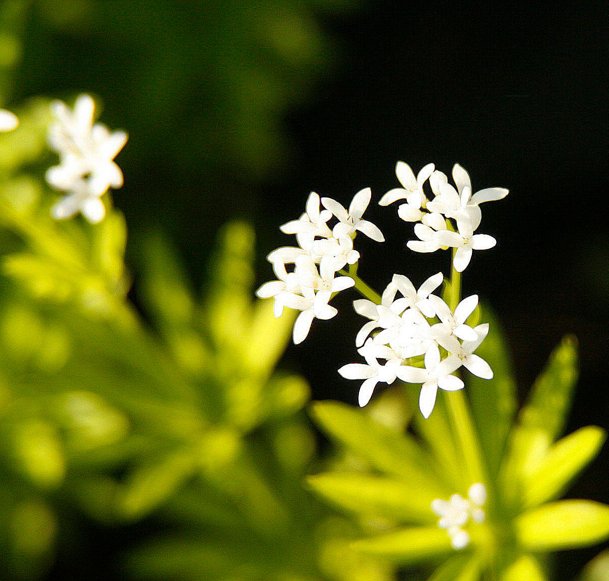 Blomst_w